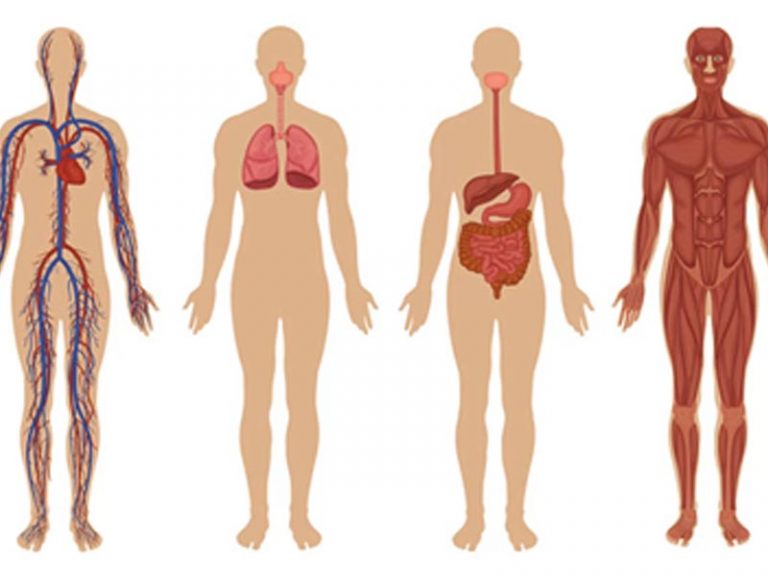 Improving the function and the health of the vital organs by vitamin intake